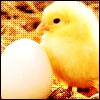 Baby-Chick_8236